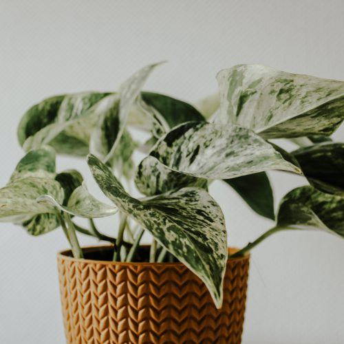 Liz Kirby, Host, The Indoor Garden