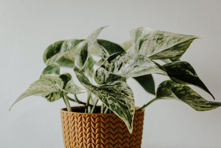 Liz Kirby, Host, The Indoor Garden