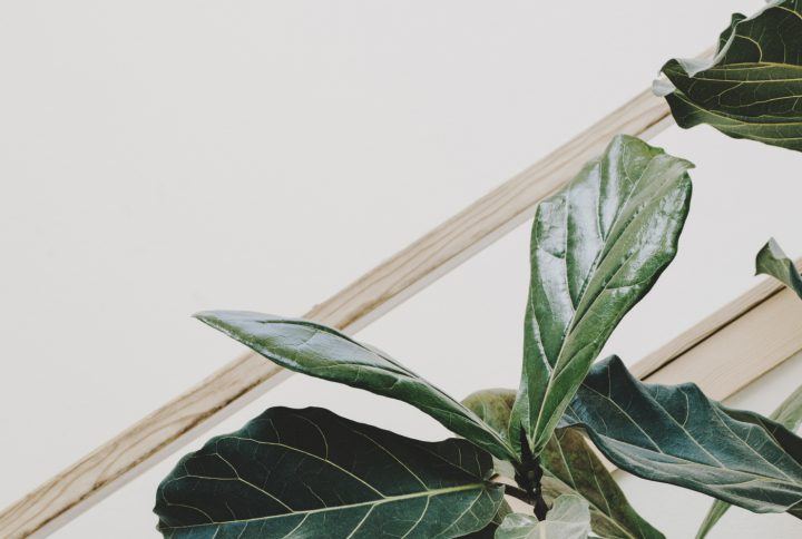 What Is The Best Plant For You?